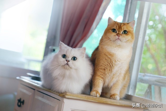 怀孕猫咪一直叫什么原因,猫咪春天一直叫怎么回事