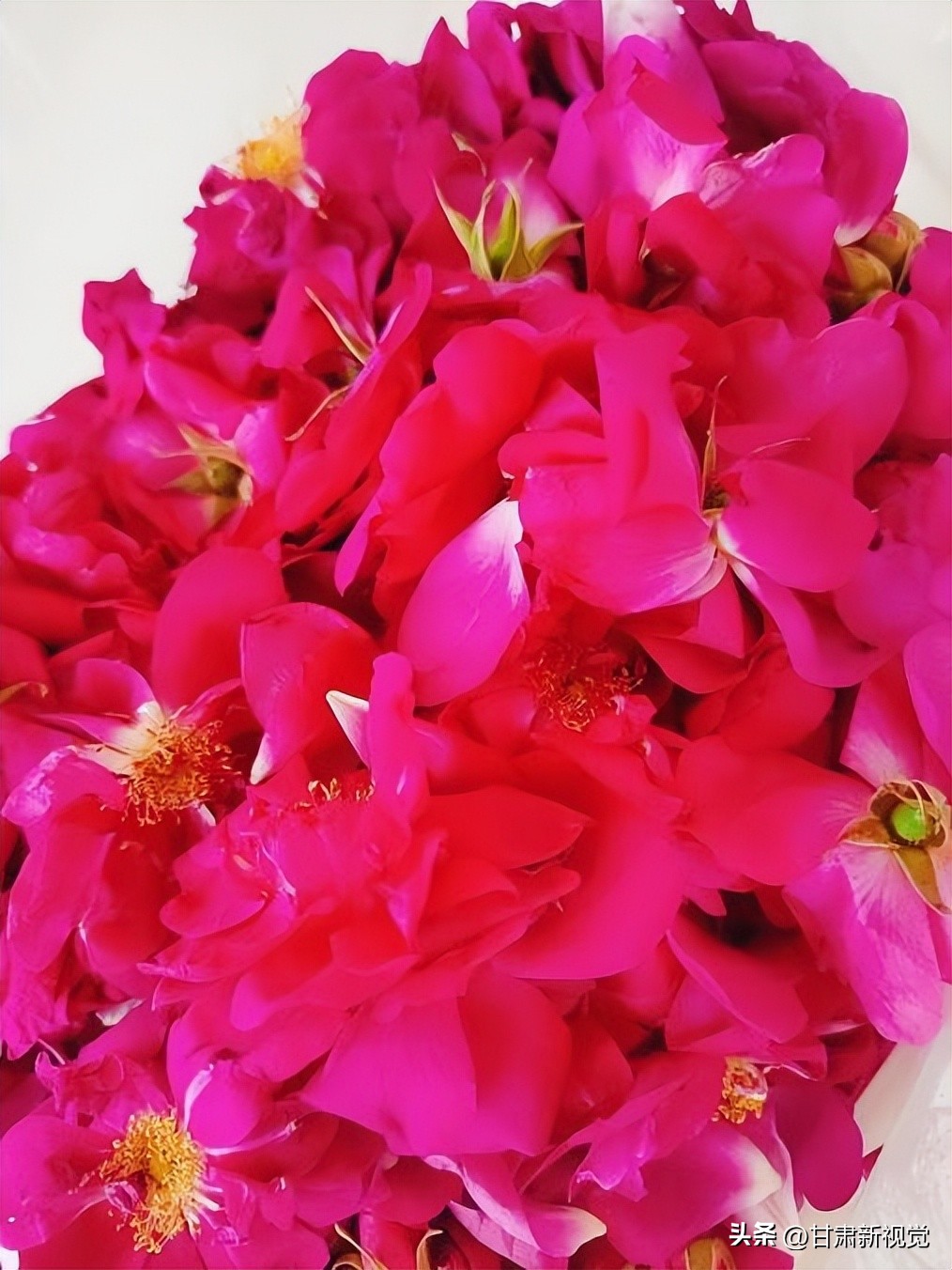 秦川镇尹家庄村：待到玫瑰花开时邀您来做玫瑰酱