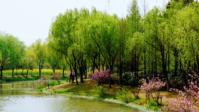 咏柳唐贺知章的古诗,咏柳贺知章教学实录