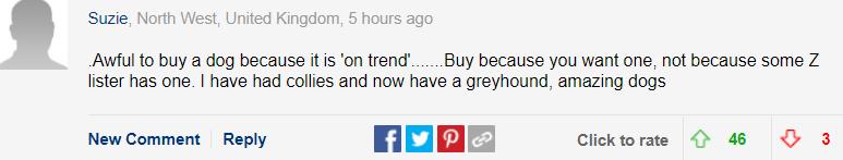 巴哥犬最大的特点,巴哥犬的3个优点和4个缺点