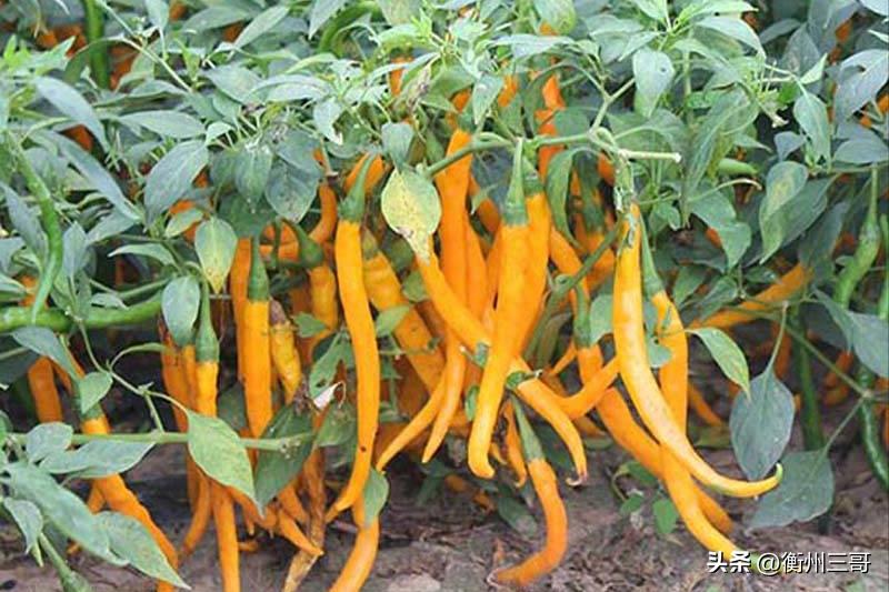 衡东土菜黄辣丁,衡东土菜之魂