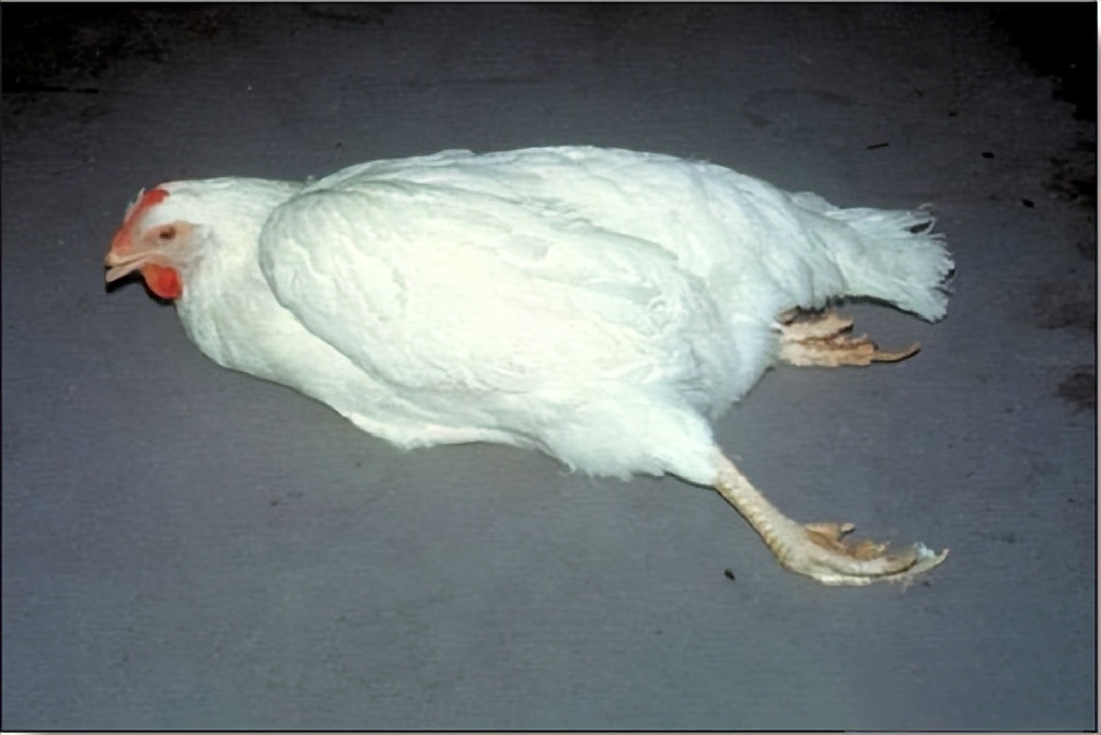 鸡有哪些疾病,鸡有炎症什么表现