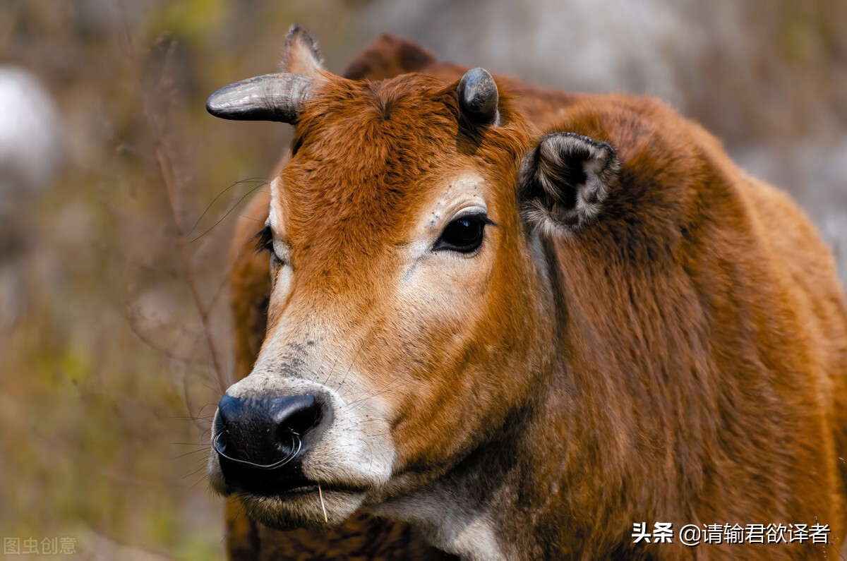 海底知识大全关于动物和植物,我们了解到了很多动物的知识