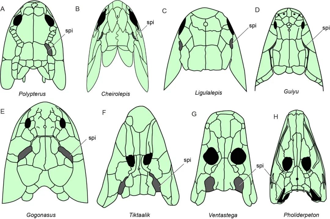 长达200年的解谜过程：鱼类曾经用我们的耳朵来呼吸