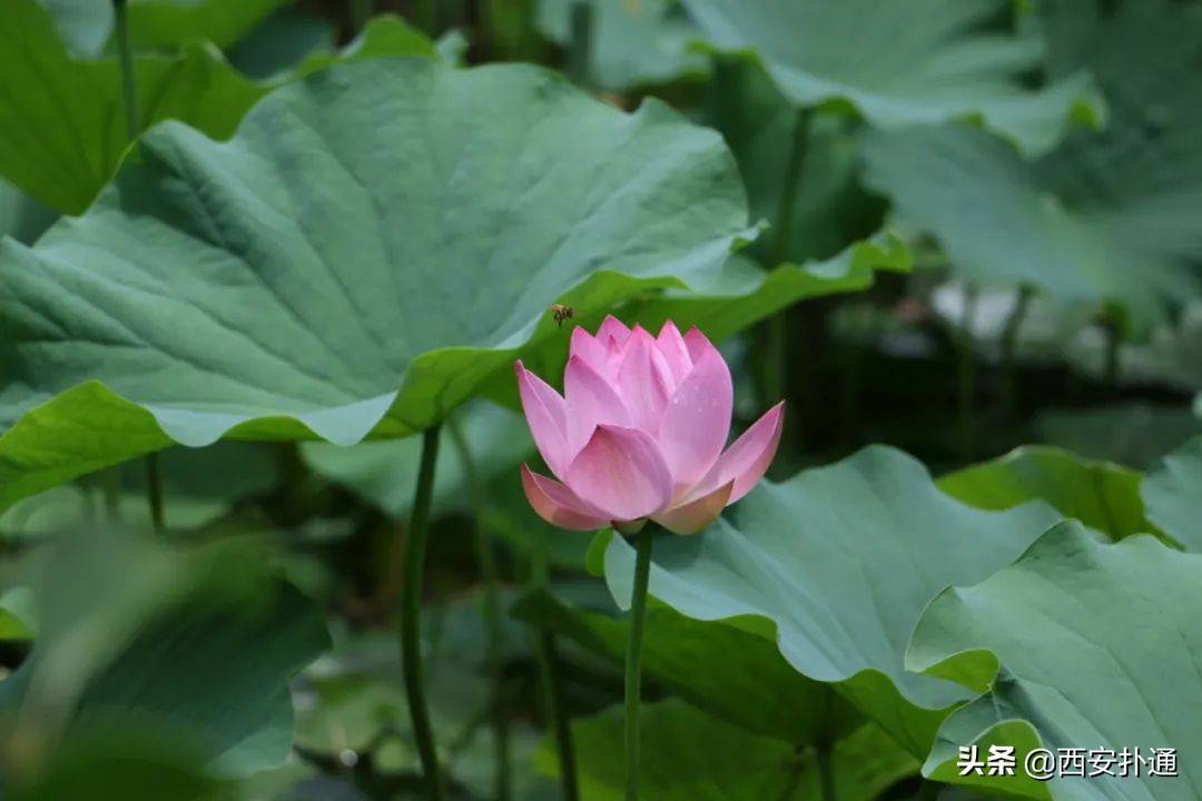 西安最大花海公园,西安周边的自然景观公园