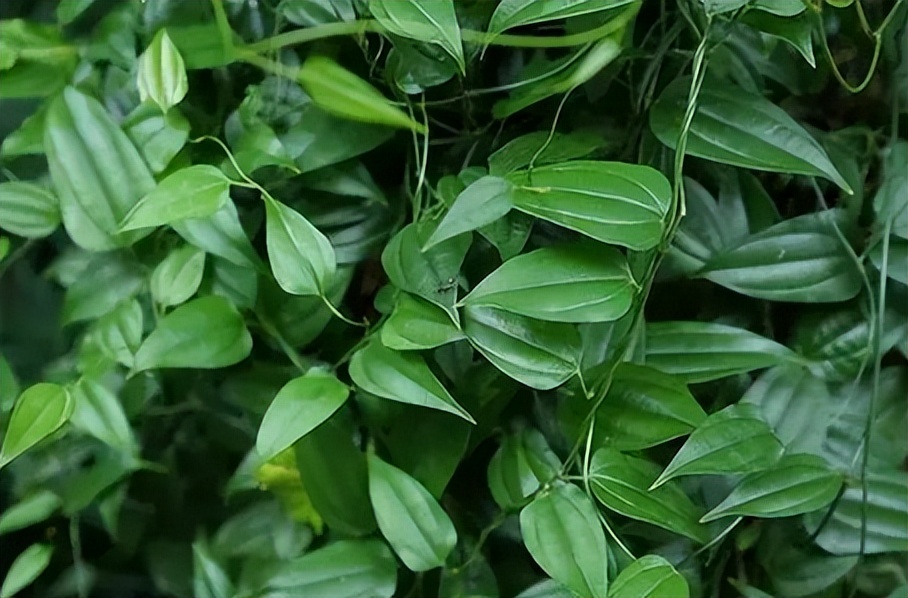 每天学一味中药百部,一味中药百部图片及功效