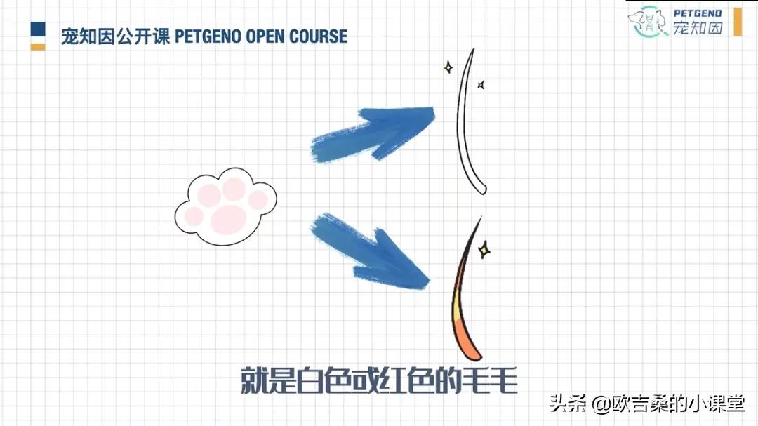 白斑基因可控吗,白斑基因优势