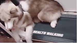 哪几种行为能让狗狗瞬间瘫痪,如何预防狗狗瘫痪