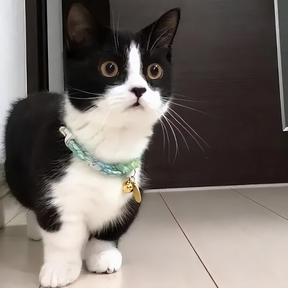 中华田园猫怎么养,中华田园猫为什么不建议养