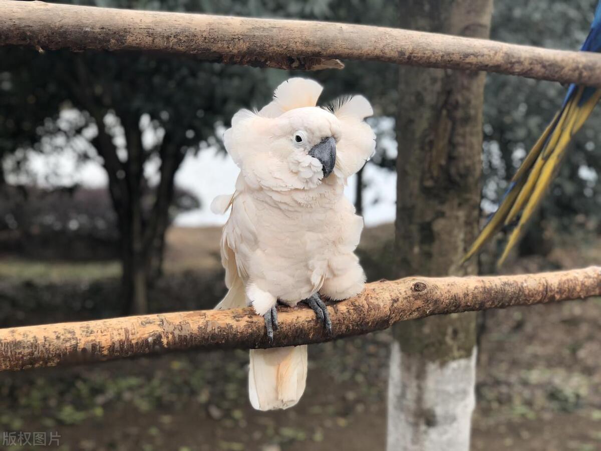 鹦鹉忽然啄羽毛怎么办,鹦鹉突然拔自己羽毛