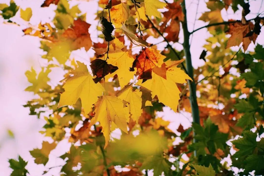 植树节诗句有哪些,植树节的诗句古诗和名言