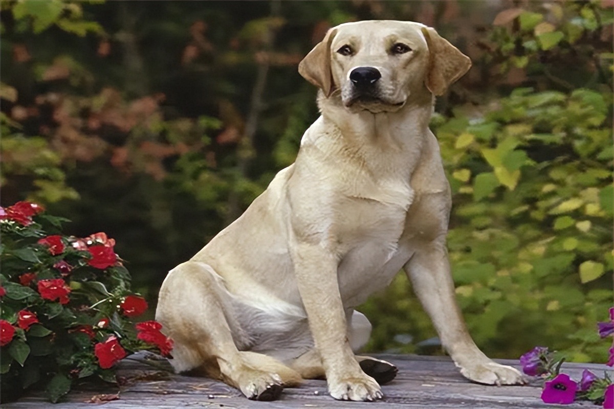 拉布拉多幼犬多少钱一只500元,拉布拉多幼犬多少钱一只市场价
