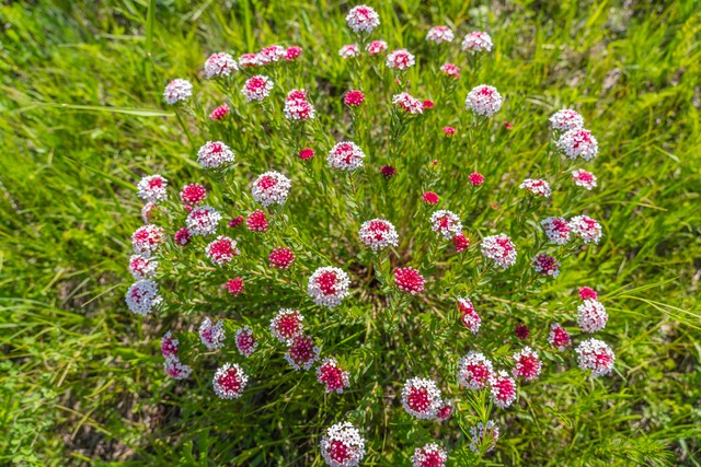 王羲之狼毒帖释文,王羲之狼毒