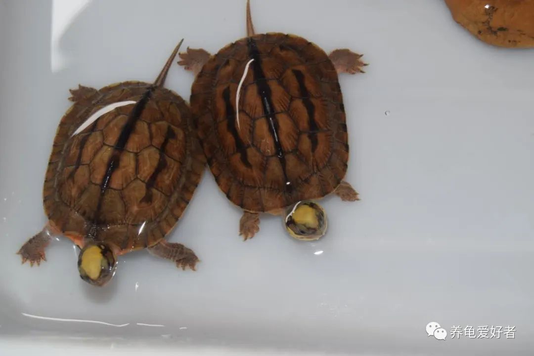 新手养龟的10个建议,养龟新手必须知道的两个关键点