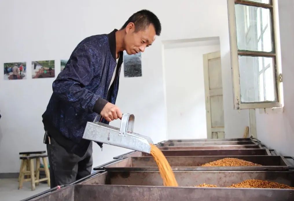 庆丰收·迎盛会|黄渚镇：小松子变身致富“金种子”