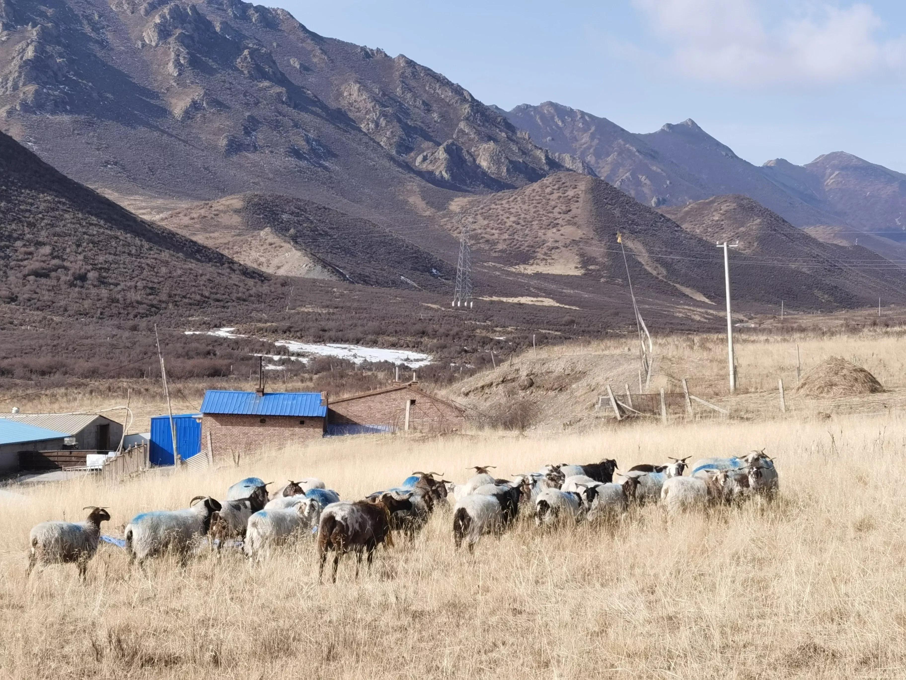 养羊一年赚5万得养多少只羊,养羊多少只一年能赚20万