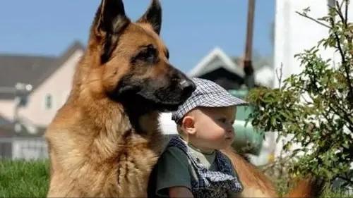 怀孕后养宠物的危害有哪些,孕早期养宠物有哪些危害