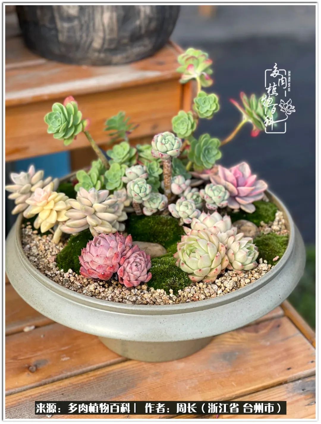 多肉拼盘新手入门,多肉拼盘说说