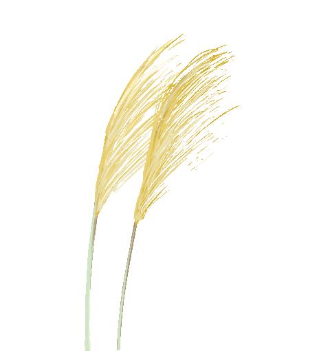 小学优秀作文我的爸爸视频,以爸爸我想对您说为主题的作文