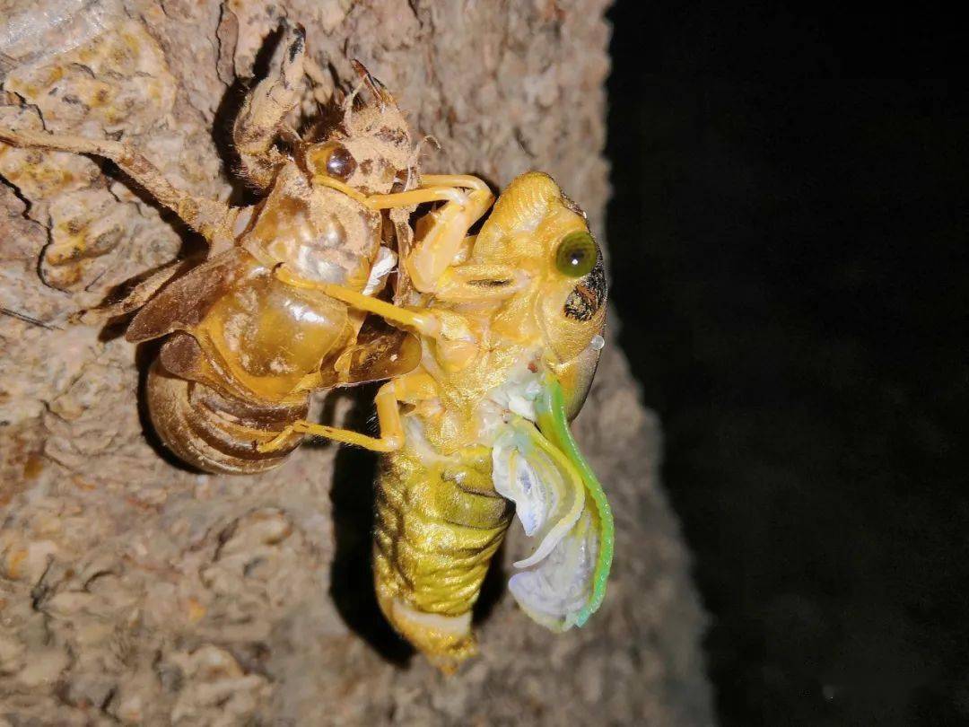 芦笋地里养殖金蝉技术,潍坊金蝉养殖技术