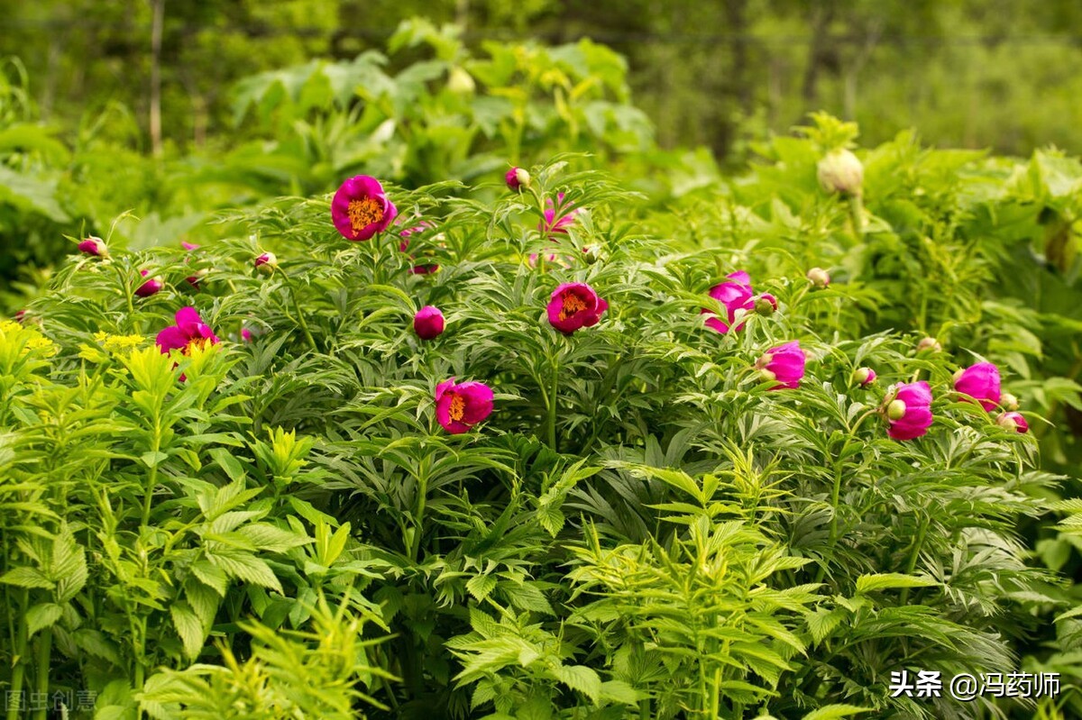 中药牡丹皮的功效和主治是什么,中药牡丹皮有祛斑的功效吗