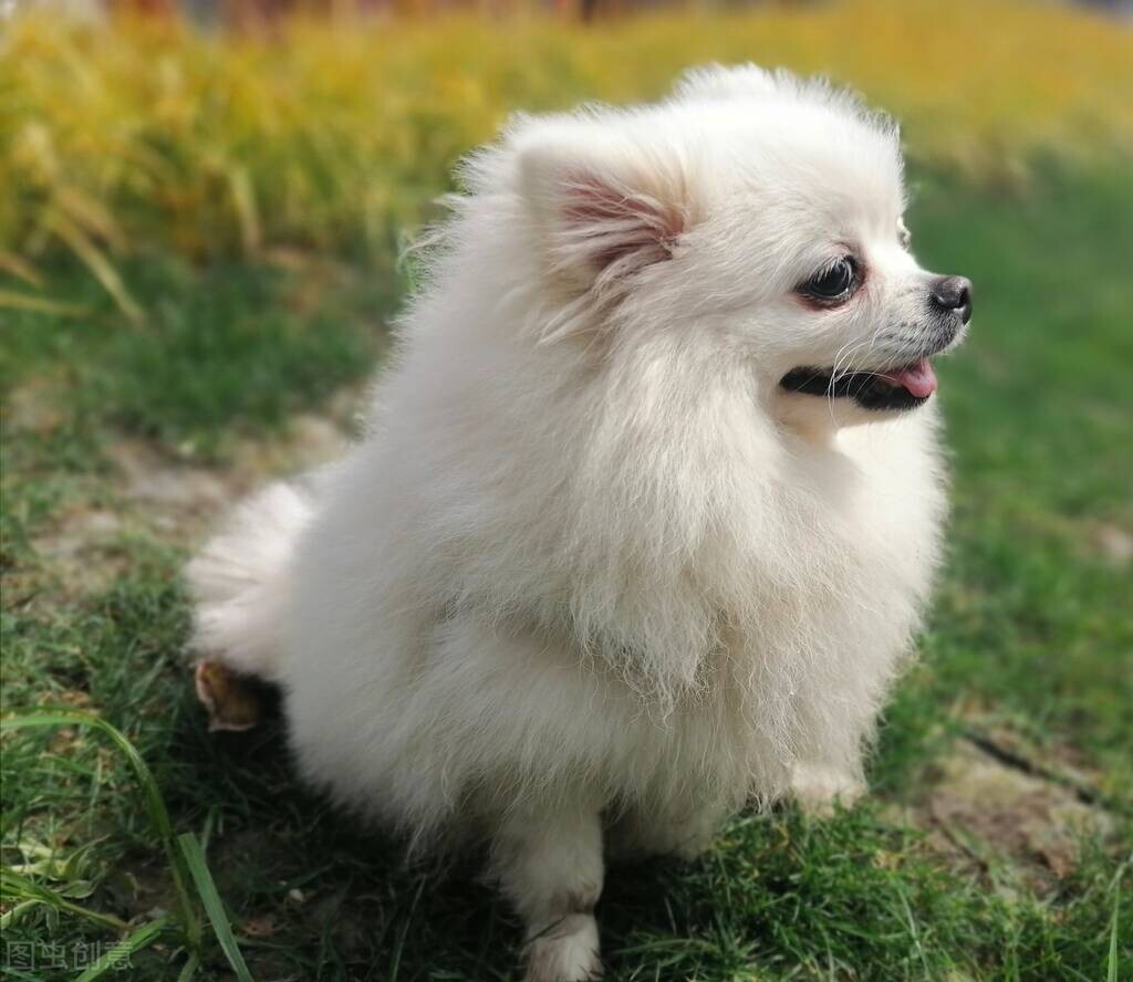 养博美犬前要注意什么细节,养博美犬的千万要注意这几件事