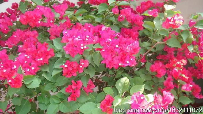 风情三亚之六：兴隆热带植物园