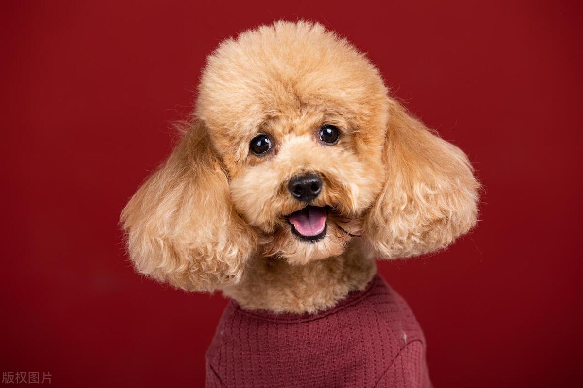 狗狗怕冷怎么解决,狗狗怕冷应该怎么办