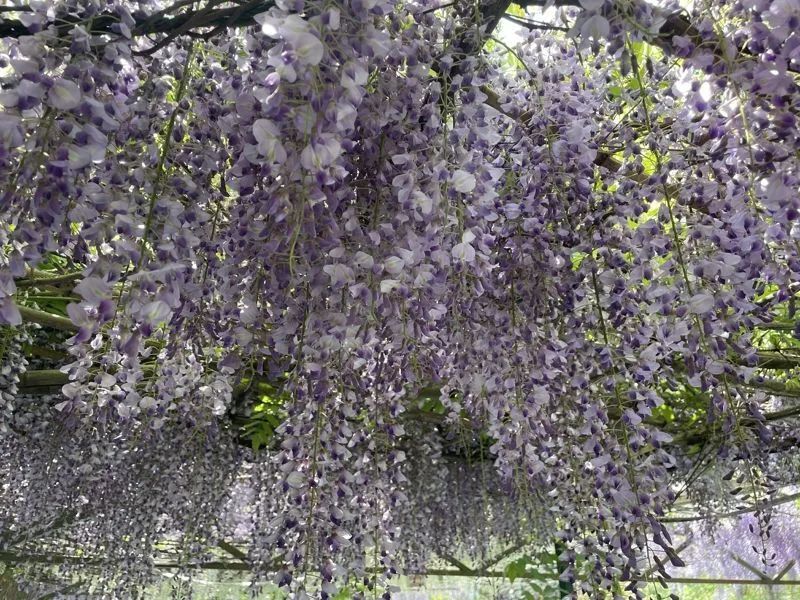 云游|赏“花枝不断四时春”,邂逅云南生活的专属浪漫