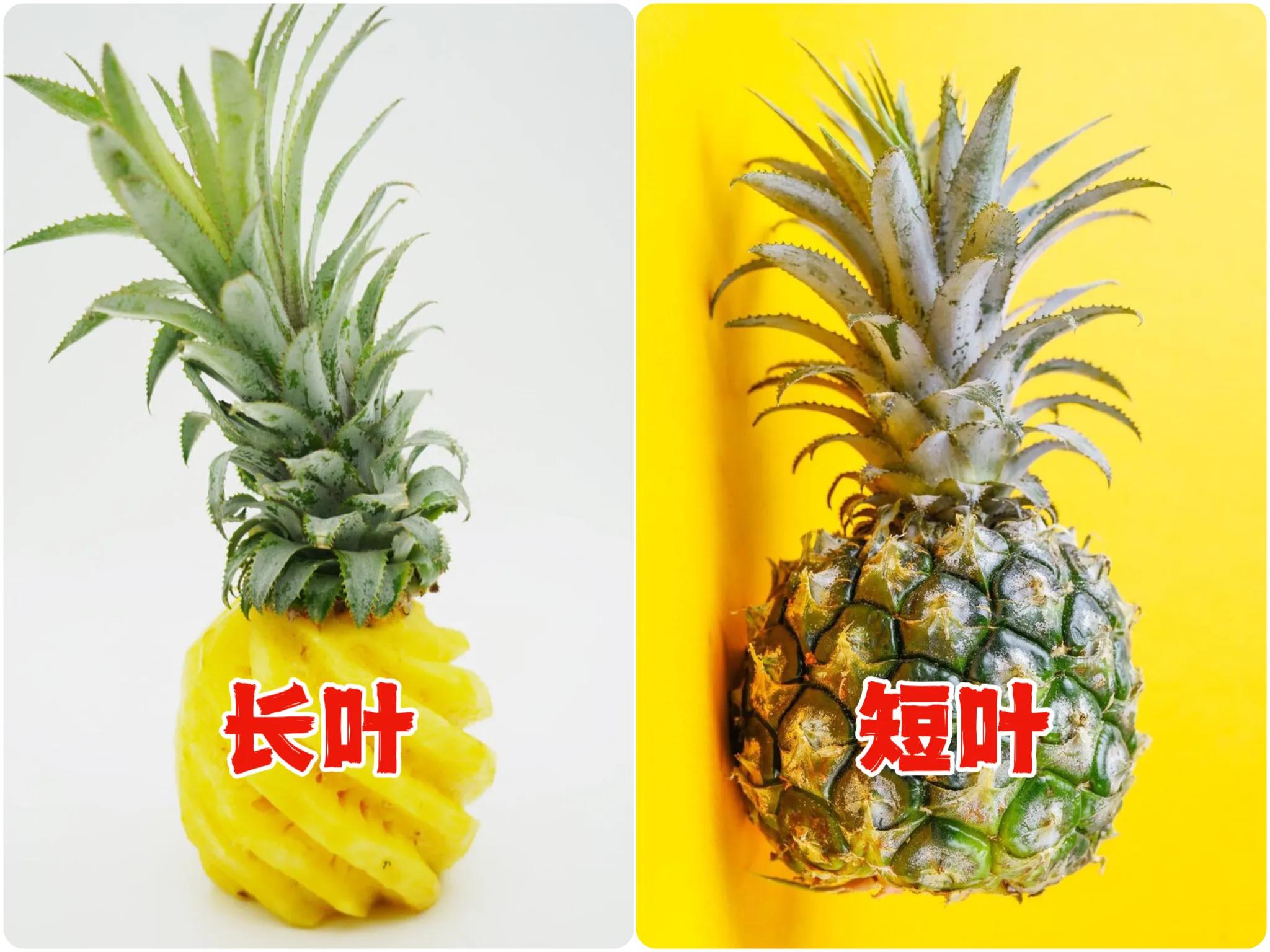 菠萝买叶长的叶短的,菠萝怎么鉴别好坏图解大全