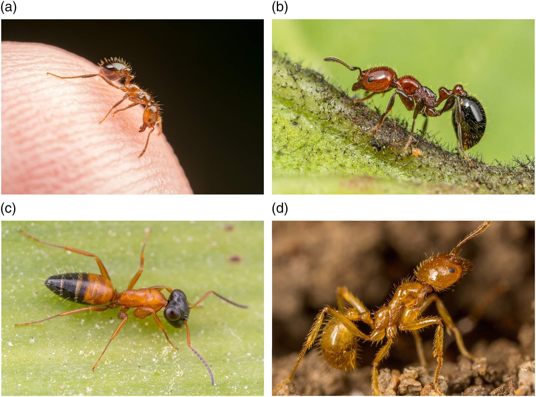红火蚁咬伤人事件,小孩被红火蚁咬死亡