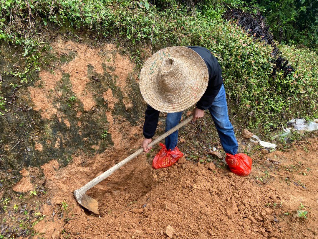 七旬患癌老人种树价值六亿,患癌患者卖房捐款后续