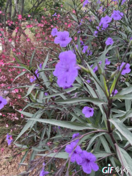 信阳羊山新区东湖风景区,信阳云赏直播间