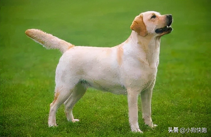 金毛拉布拉多犬的优点和缺点,新手养金毛老手养拉布拉多