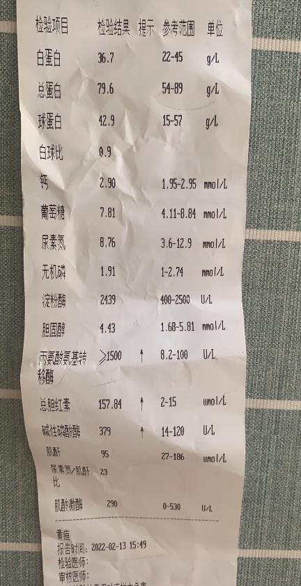 猫咪黄疸肝炎吐大量黄水,猫咪肝炎黄疸黄栀口服液有用吗