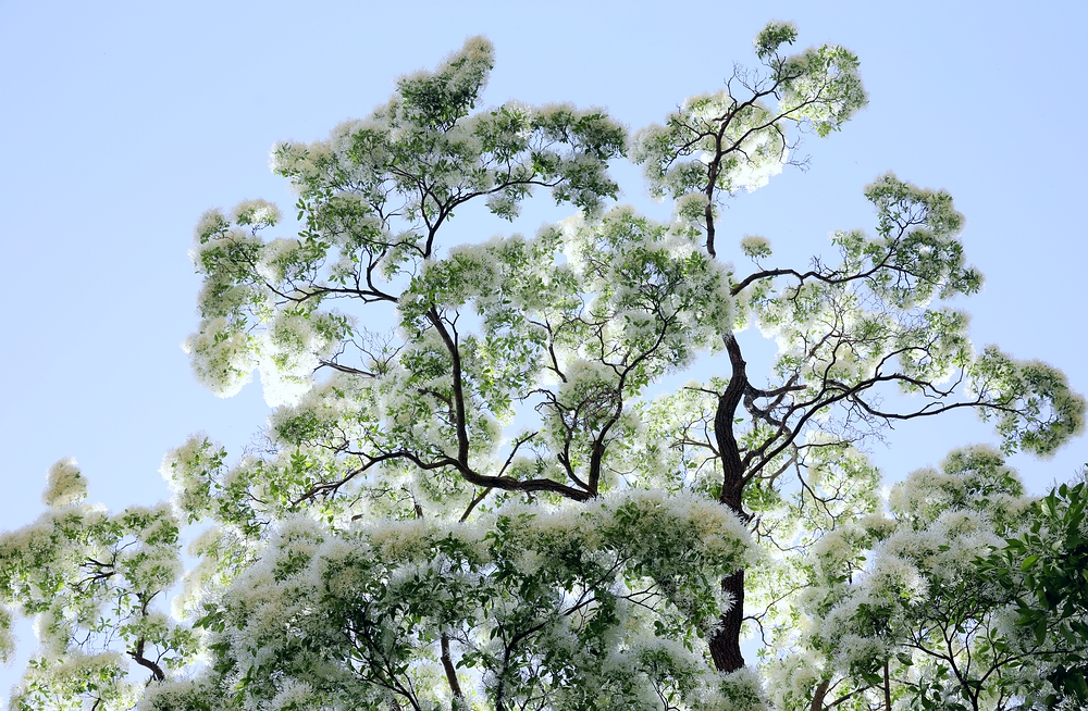 石大沟流苏,大石沟流苏花