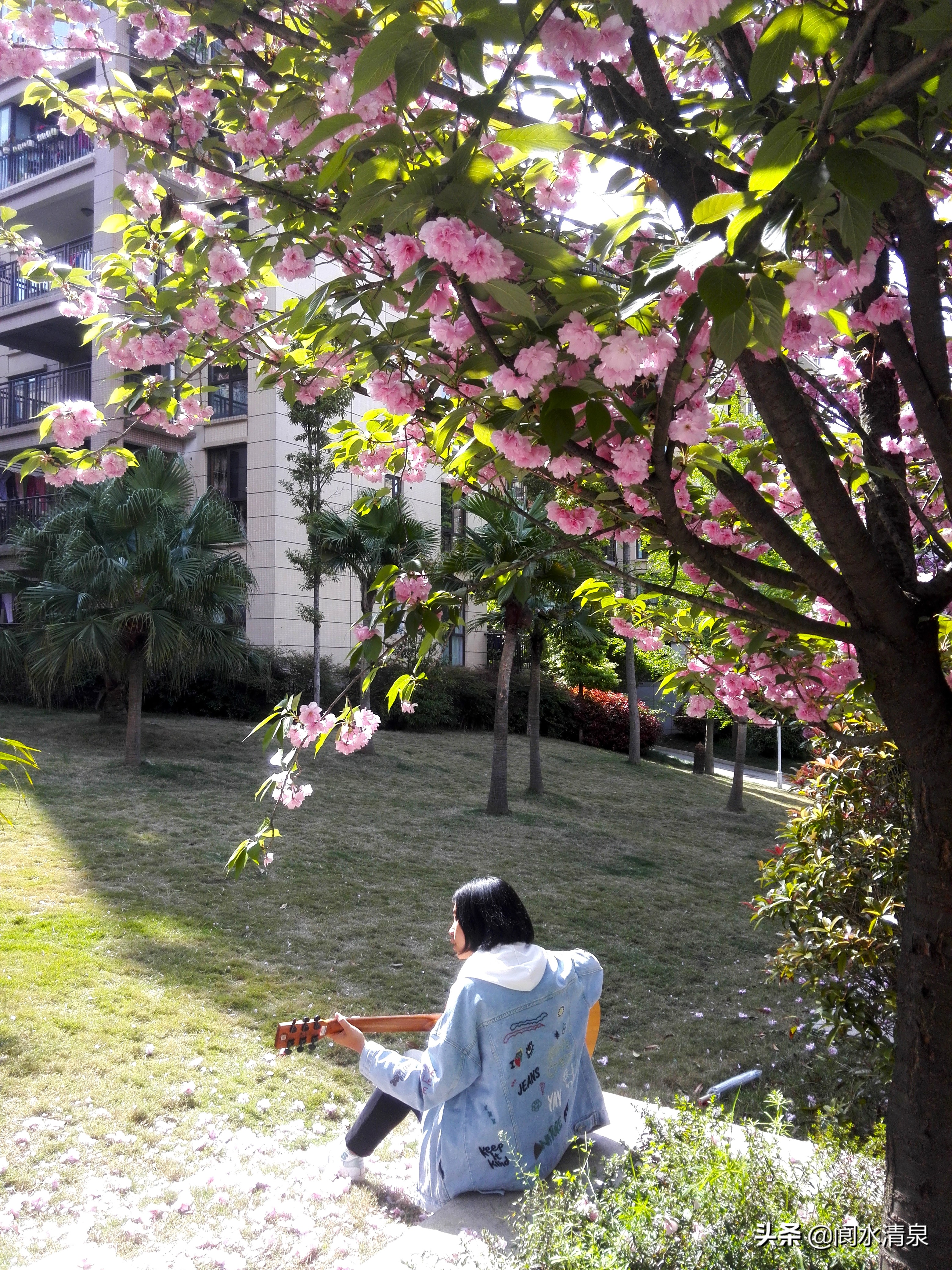 举目望樱花，一朵一朵笑语盈盈腾云来