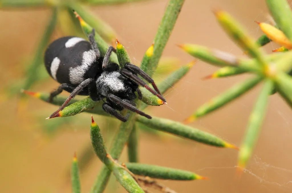 昆虫界的大熊猫有人见过吗?