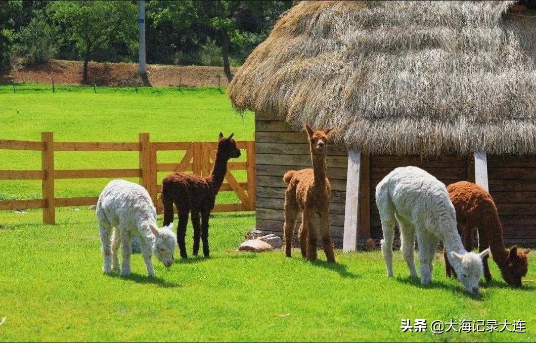 国内适合康养旅游的城市，除了海南“三亚”还有大连“旅顺”