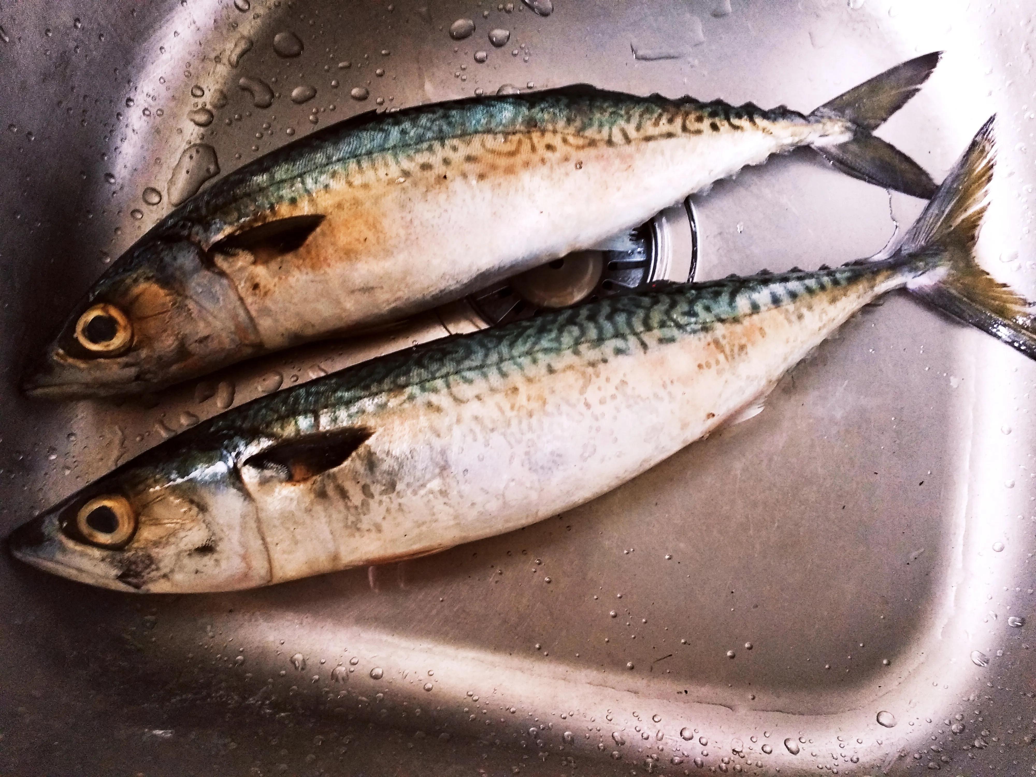 休渔期倒计时10天,休渔期黄花鱼带鱼