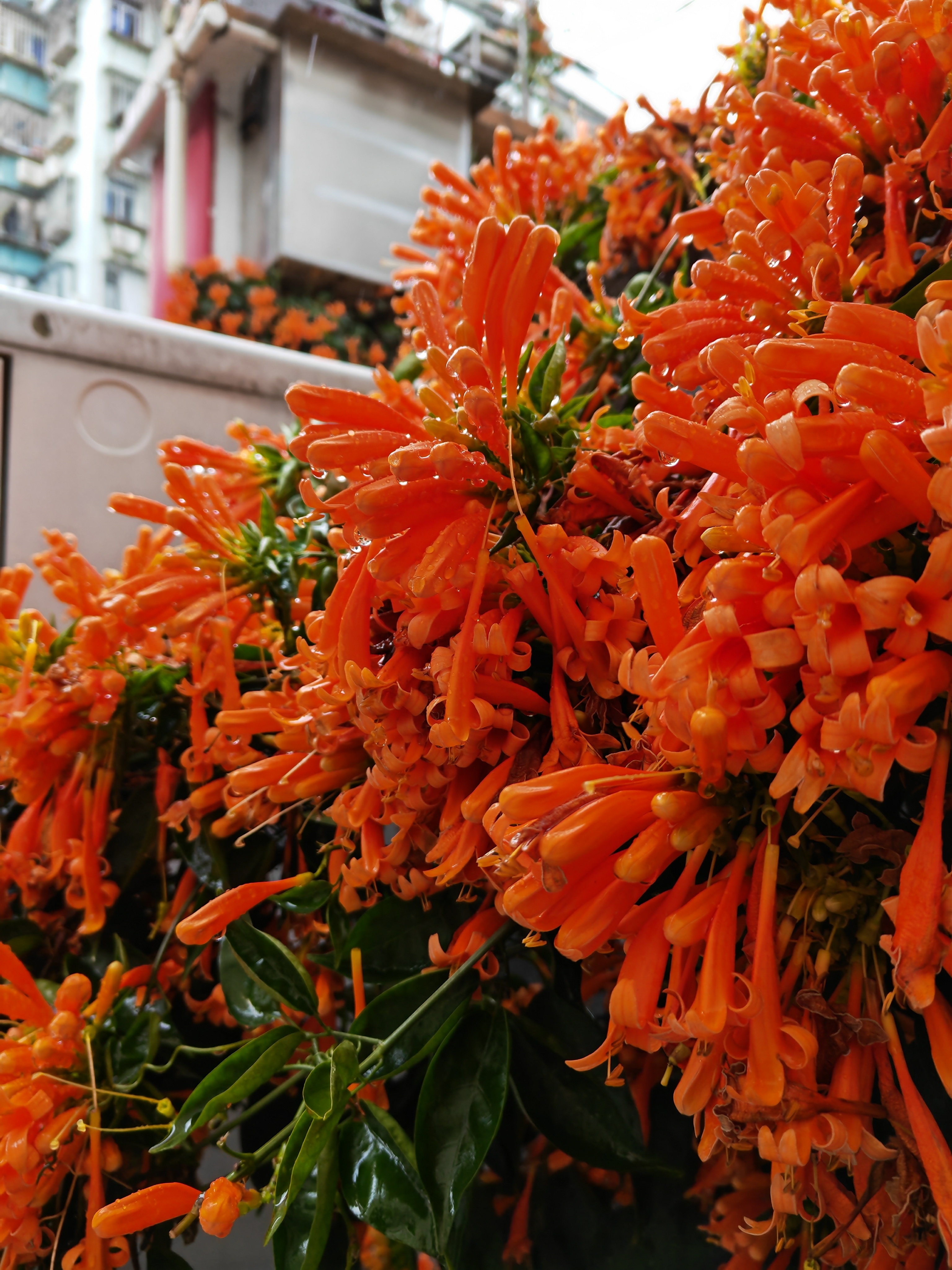 去厦门不要错过的地铁,厦门地铁哪一条适合旅游