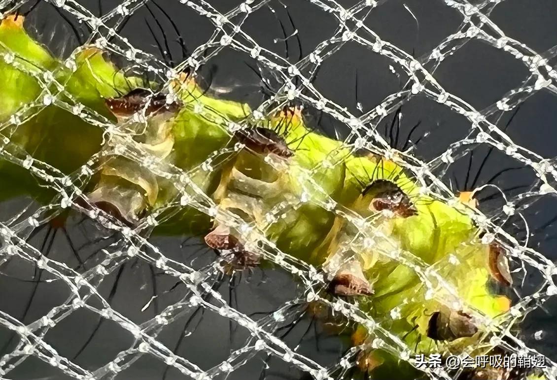 绿尾大蚕蛾怎么样驱除,大蚕蛾饲养记录