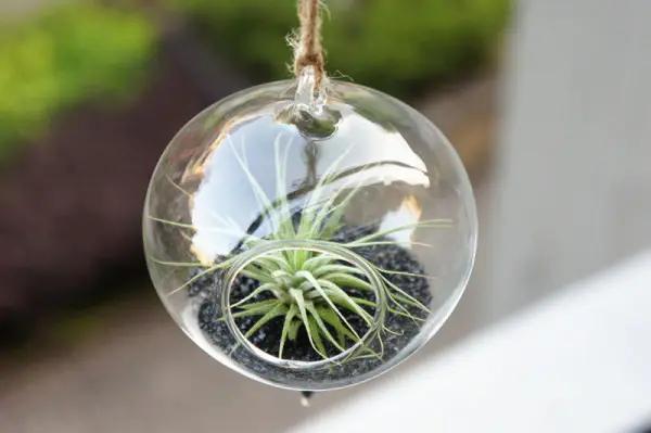 适合光线很暗的植物,弱光能养什么植物