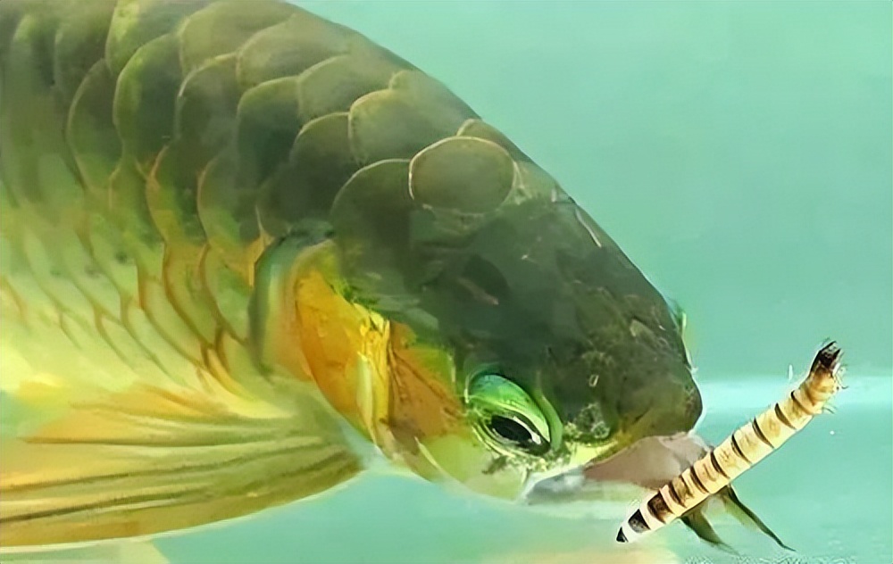 怎么辨别龙鱼身上有寄生虫,龙鱼内外寄生虫的表现