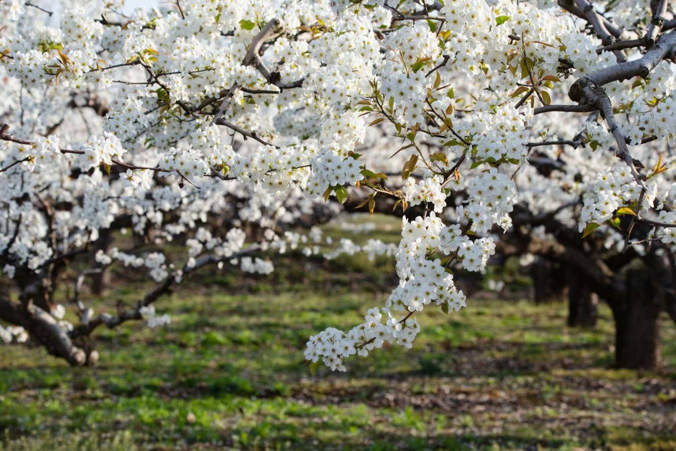 正宗莱阳梨有几棵树,好品山东莱阳梨