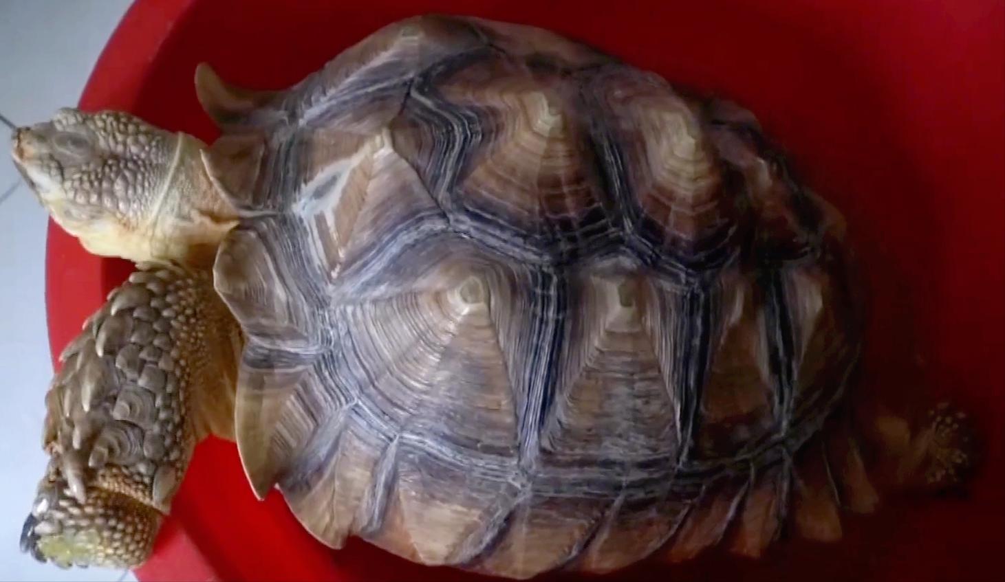 男子在臭水沟捡到一只乌龟,男子在河边捡到两只大乌龟