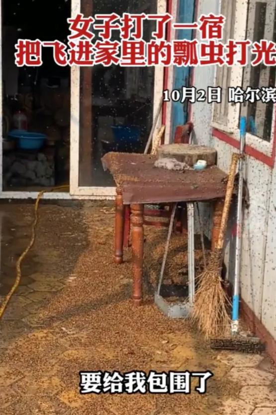 哈尔滨瓢虫怎么那么多,哈尔滨的瓢虫