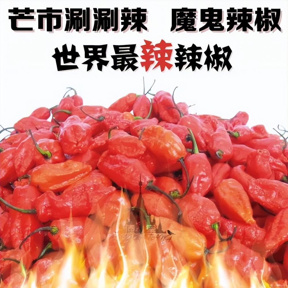 辣味江湖谁主沉浮？一物在手任君遨游