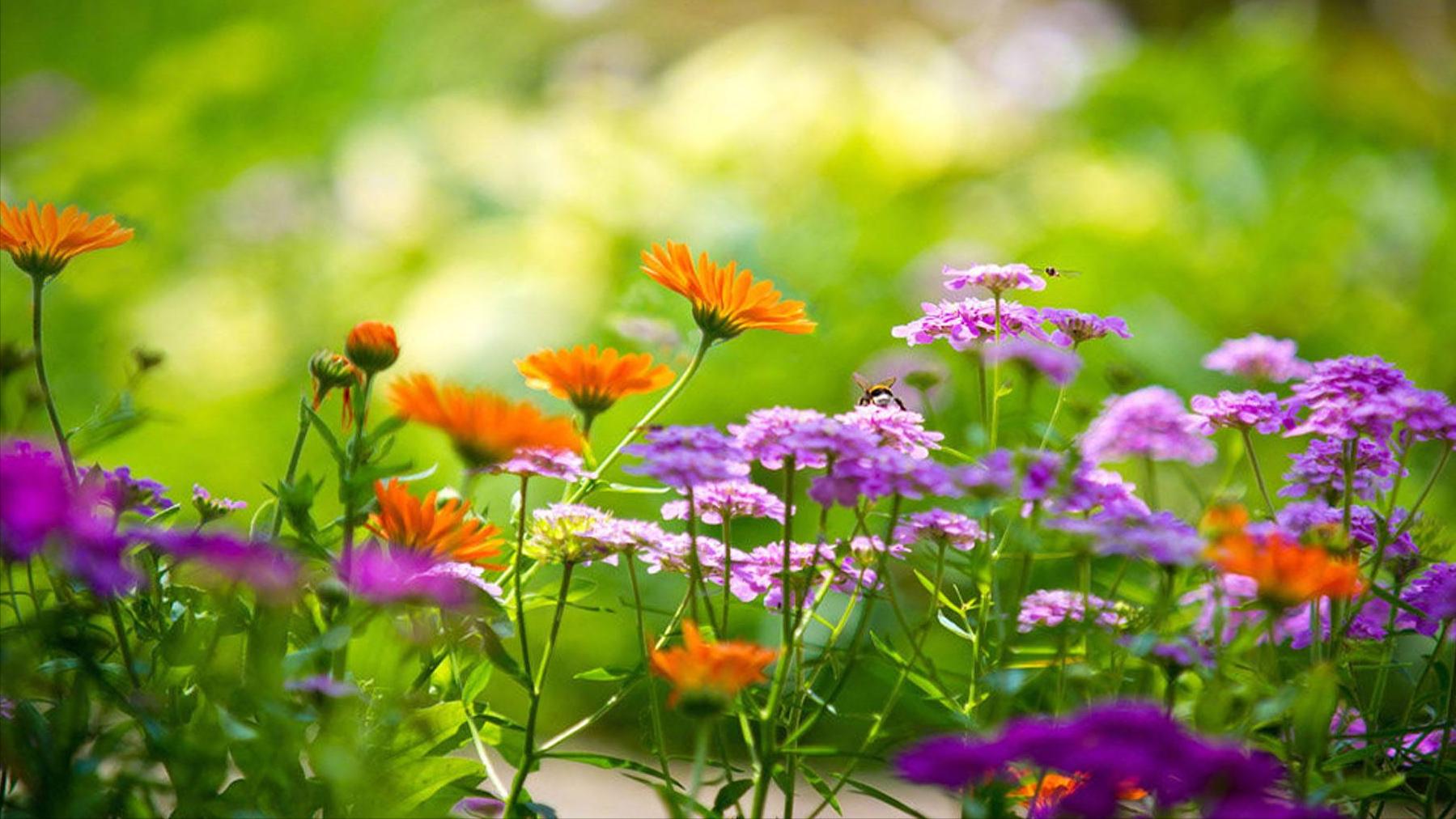 现代最美卜算子情诗,唐诗宋词经典50首卜算子