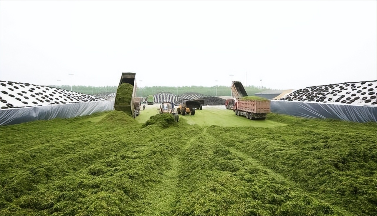 高价诱导小麦青储1亩涨到2000，农民愿意卖吗？多地严禁割青毁粮